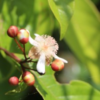 <i>Tetracera akara</i>  (Burm.f.) Merr.